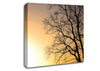 Calm Winter Sun Canvas Wall Art