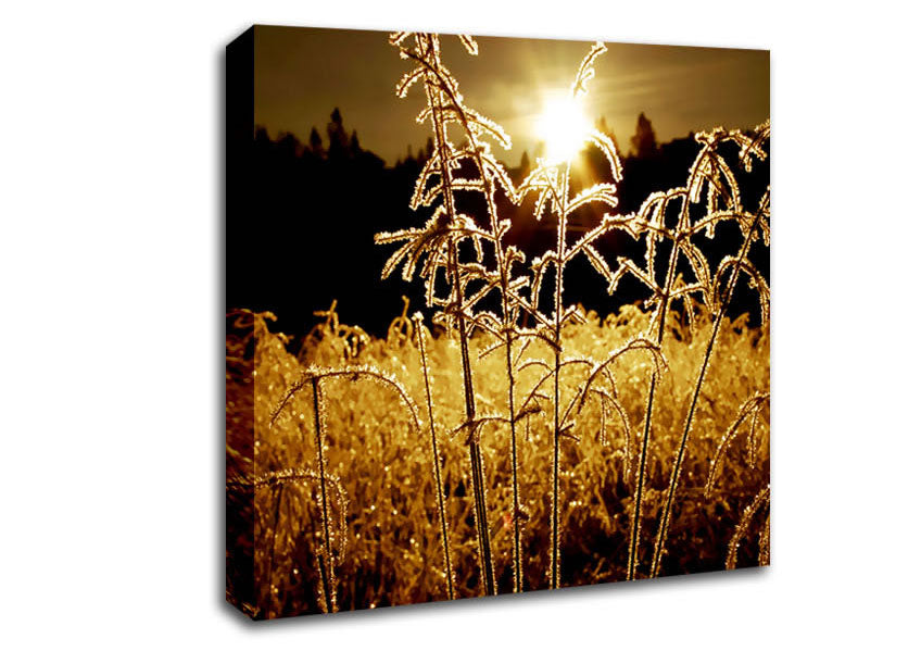 Fields Of Gold Canvas Wall Art
