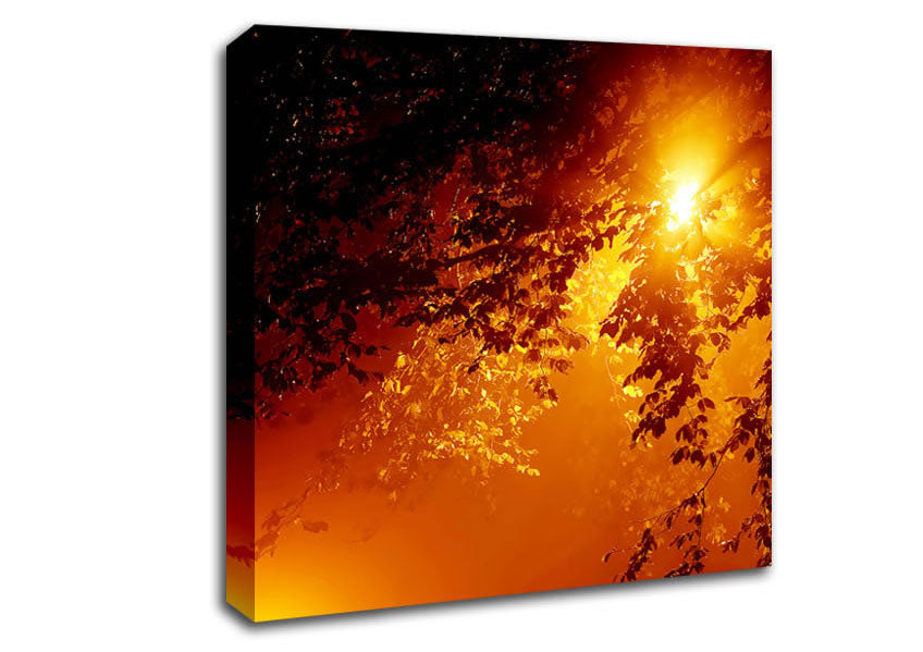 Stunning Sun Through The Leaves Canvas Wall Art