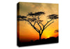 Arcania Tree Sunblaze Canvas Wall Art