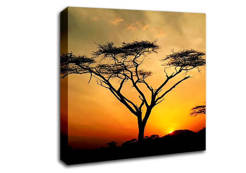 Arcania Tree Sunblaze Canvas Wall Art