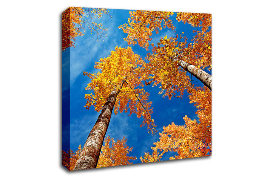 High Above The Tree Tops Canvas Wall Art