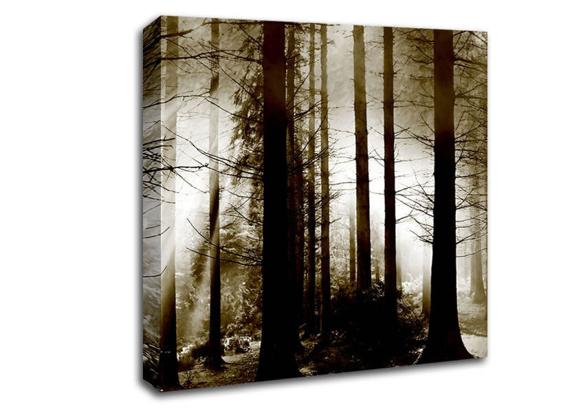 Secret Forrest Canvas Wall Art