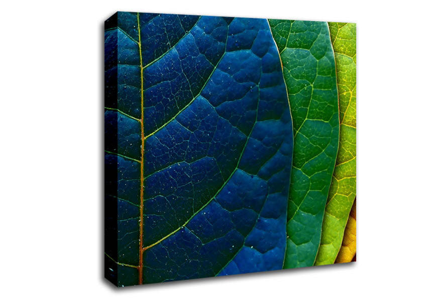 Colourful Leaves Canvas Wall Art