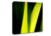 Green Leaf Shine Canvas Wall Art