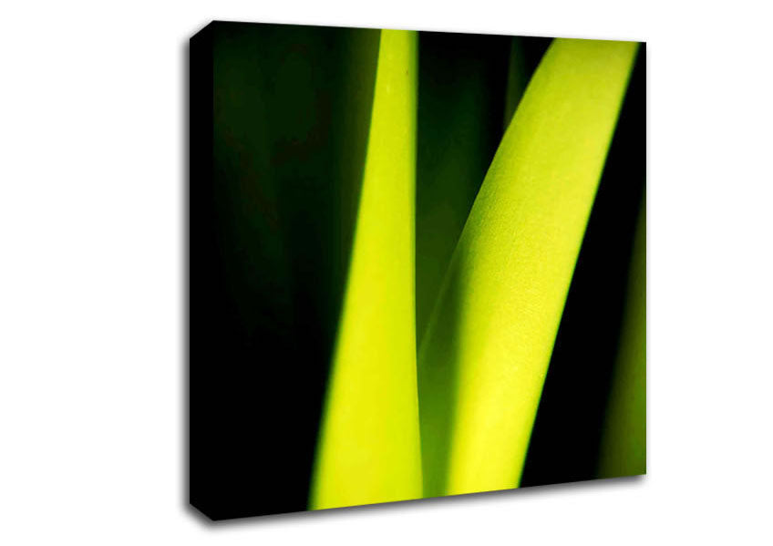 Green Leaf Shine Canvas Wall Art