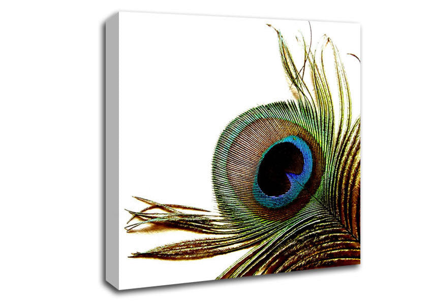 Peacock Feather Close-Up Canvas Wall Art