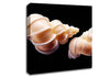 Beautiful Shell Duo Canvas Wall Art
