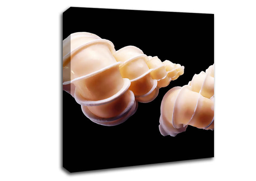 Beautiful Shell Duo Canvas Wall Art