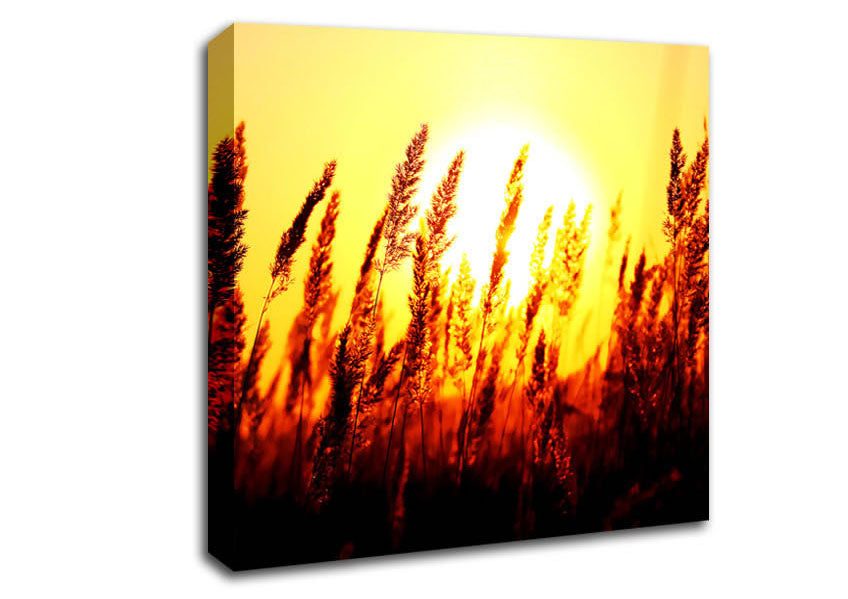 Beautiful Sun Rise Reeds Canvas Wall Art