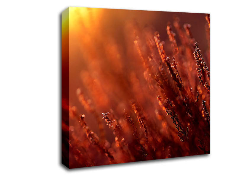 Sun Glare Canvas Wall Art