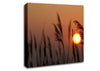 Reed Silhouette At Sunset Canvas Wall Art