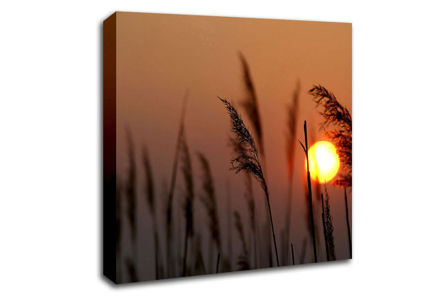 Reed Silhouette At Sunset Canvas Wall Art