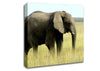African Elephant Namibia Canvas Wall Art