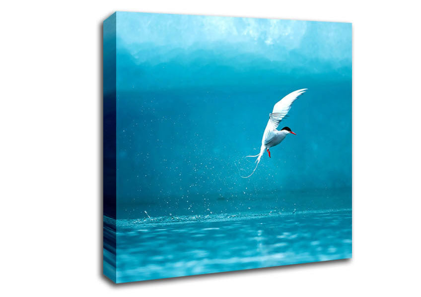 Arctic Tern Canvas Wall Art