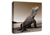 Beach Komodo Dragon Canvas Wall Art