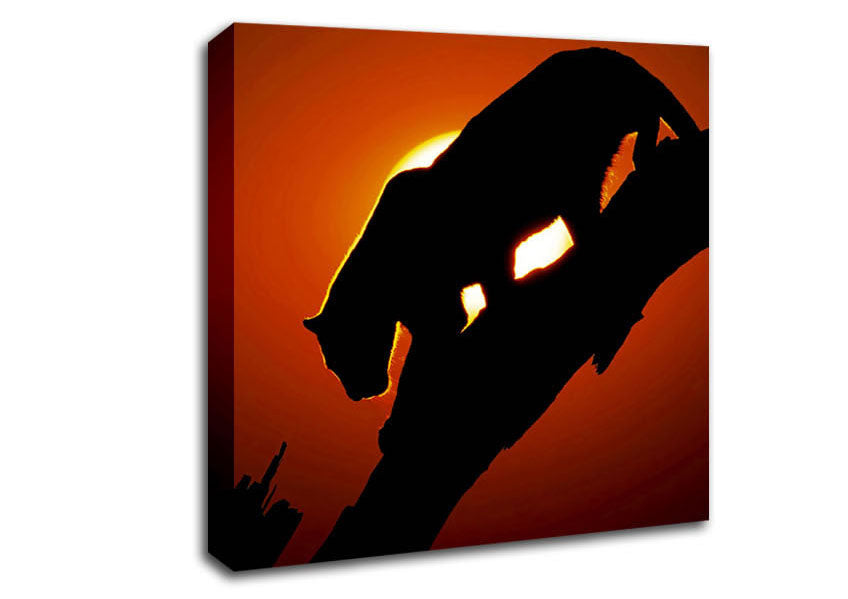 Big Cat In Sunlight Canvas Wall Art