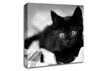Black Kitten Canvas Wall Art