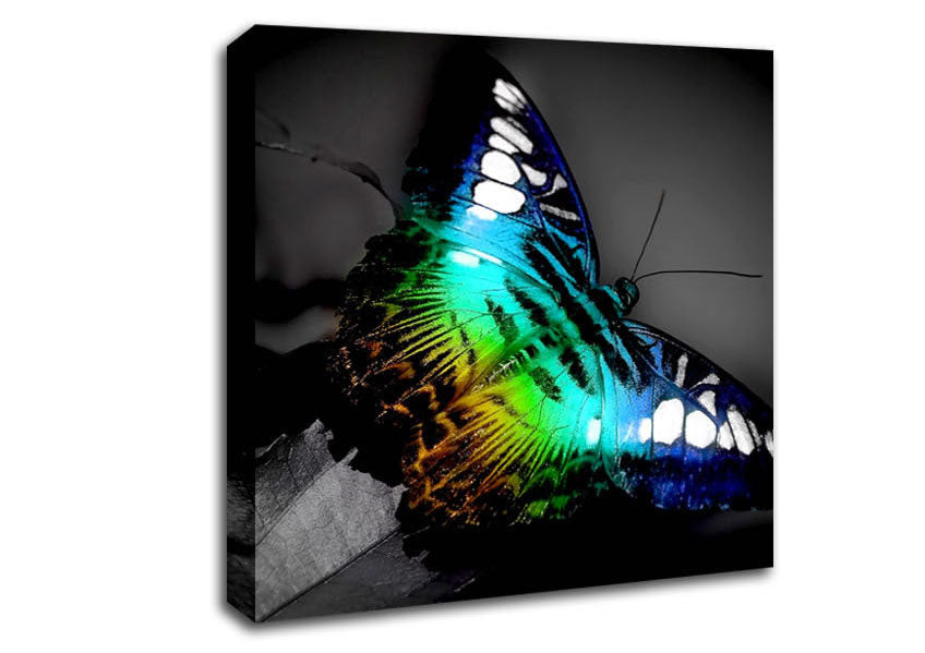 Bright Butterfly Canvas Wall Art