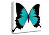 Butterfly Beauty Canvas Wall Art