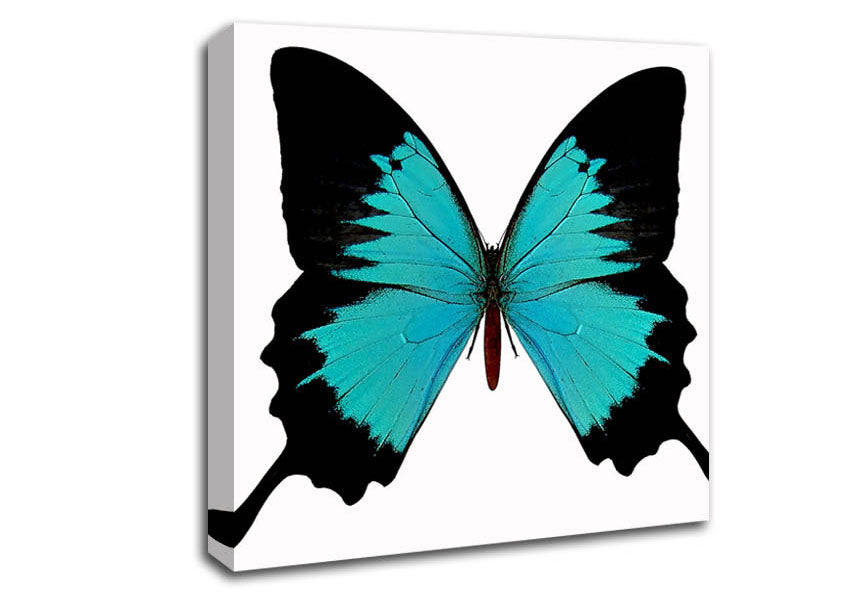 Butterfly Beauty Canvas Wall Art