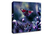 Butterfly With Open Wings Canvas Wall Art