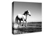 Camargue White Horse Canvas Wall Art