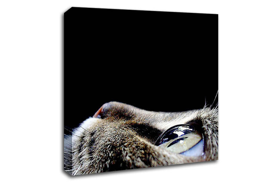 Cat Eyes Canvas Wall Art