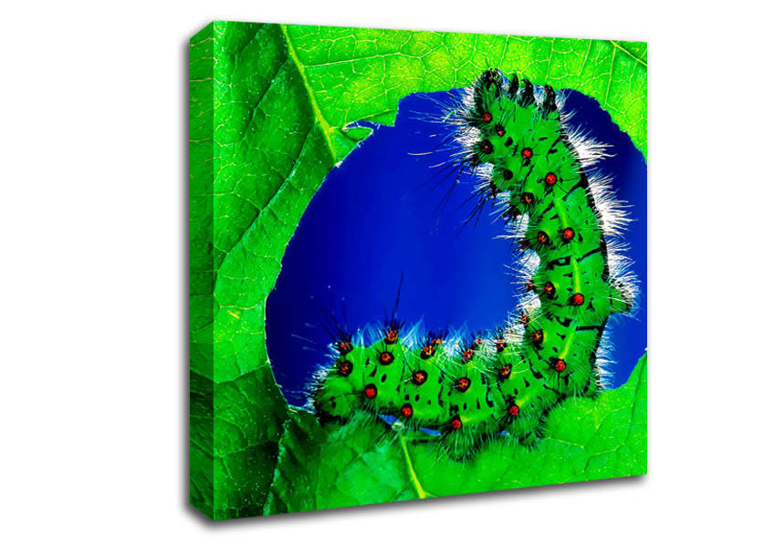 Caterpiller Delight Canvas Wall Art