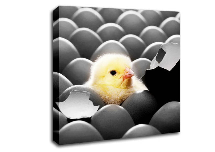 Chick Hatching Canvas Wall Art