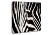 Close-up Face Zebra Canvas Wall Art
