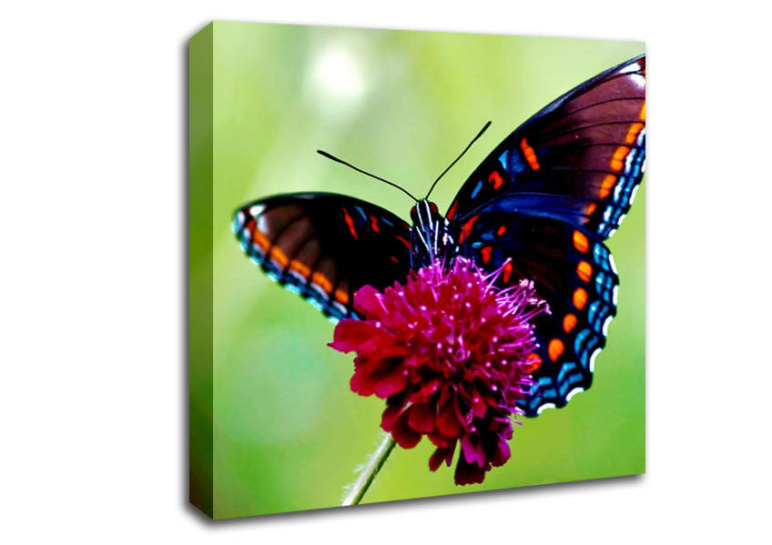 Colourful Butterfly Flower Canvas Wall Art