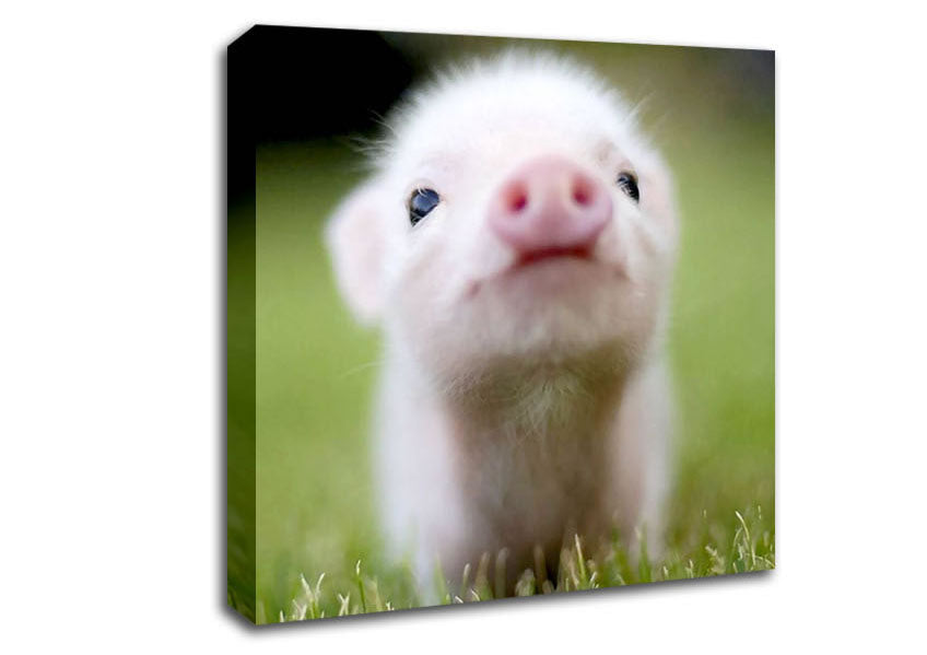 Cute Pig Canvas Wall Art