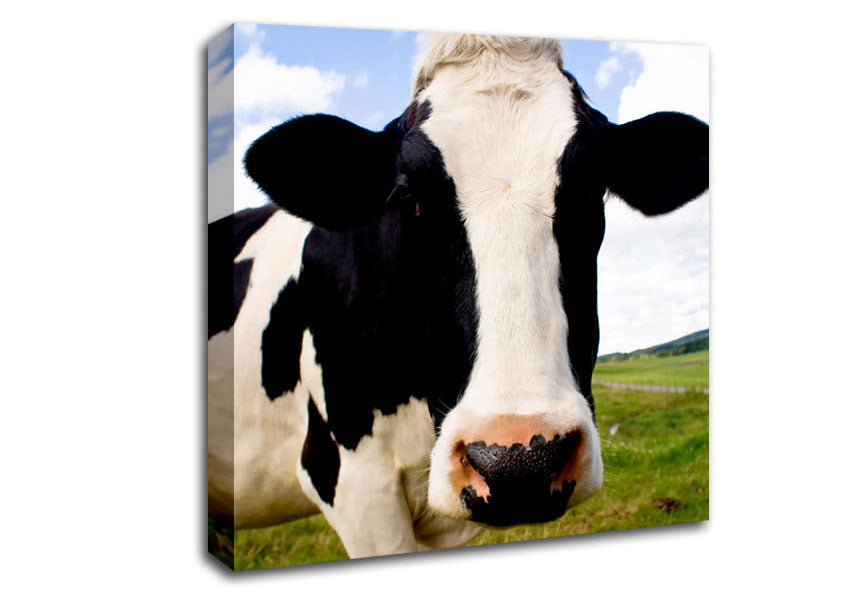 Daisy Cow Canvas Wall Art