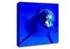 Dolphins Curiosity Canvas Wall Art