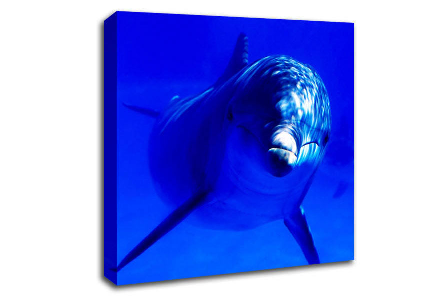 Dolphins Curiosity Canvas Wall Art