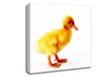 Duckling Canvas Wall Art