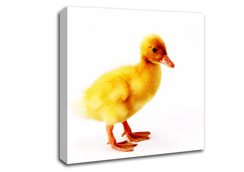 Duckling Canvas Wall Art
