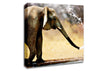 Elephant Bath Canvas Wall Art