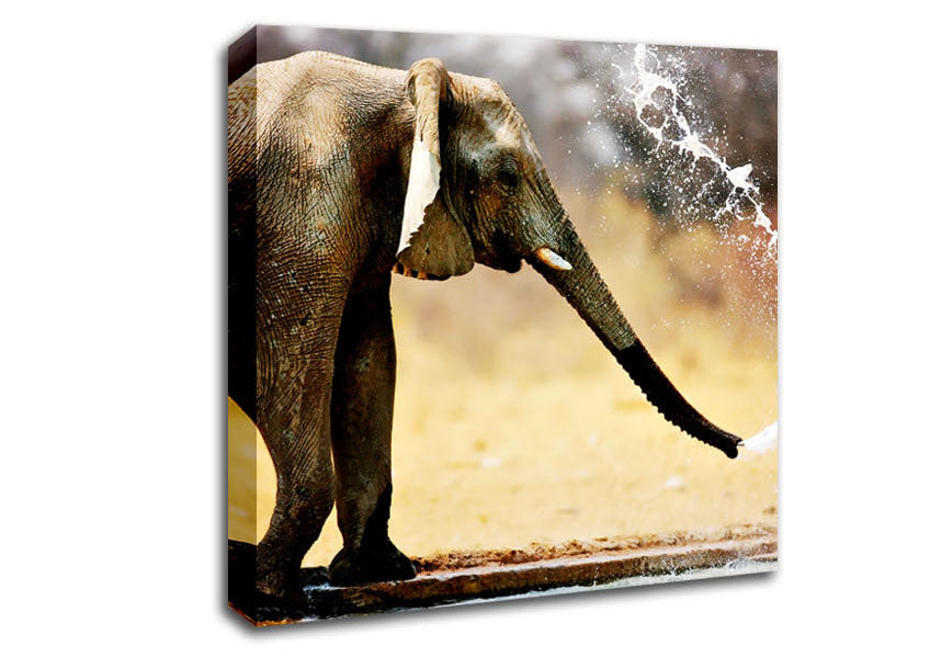Elephant Bath Canvas Wall Art