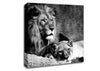 Lion Family Bond Canvas Wall Art