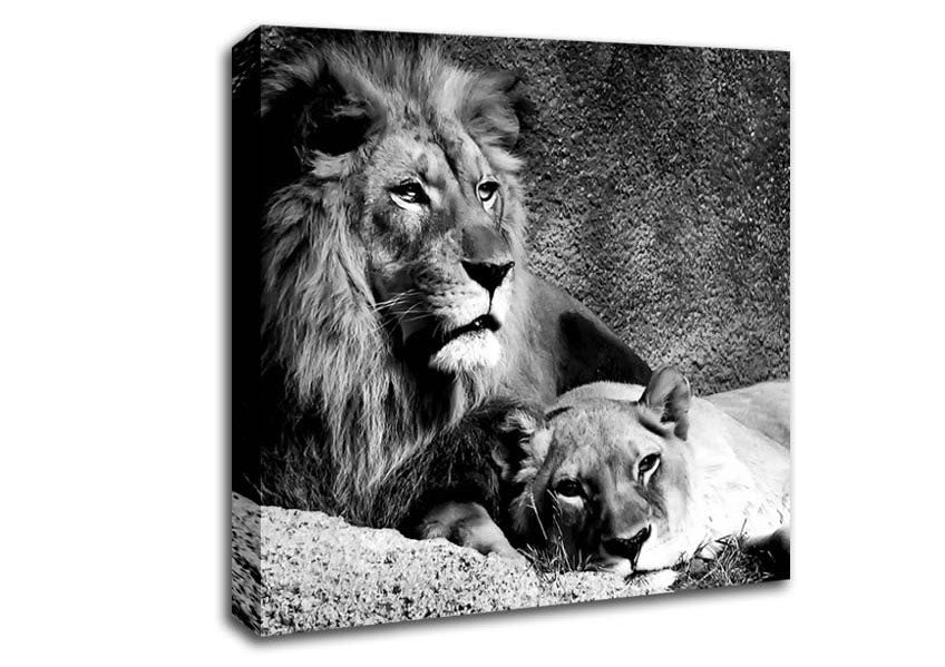 Lion Family Bond Canvas Wall Art