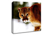 Florida Panther In The Snow Canvas Wall Art