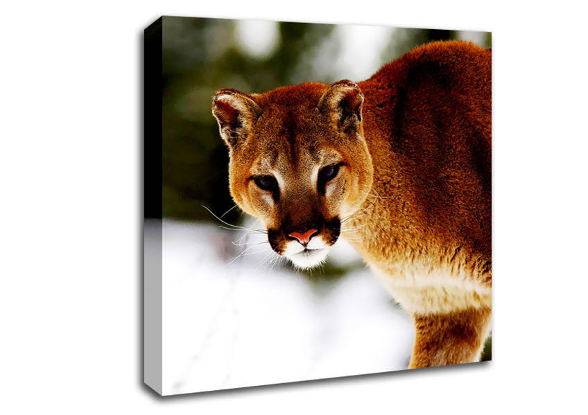 Florida Panther In The Snow Canvas Wall Art