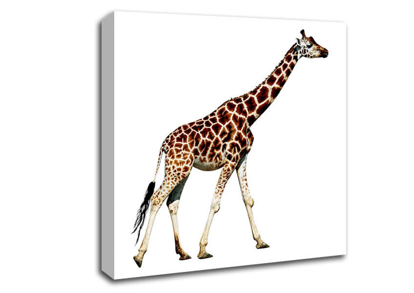 Giraffe Walk Canvas Wall Art