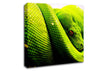 Green Snake Huddle Canvas Wall Art