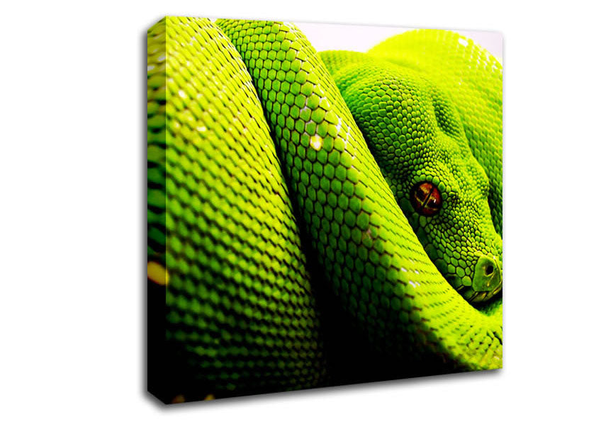 Green Snake Huddle Canvas Wall Art