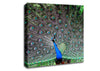 Indian Peafowl Canvas Wall Art