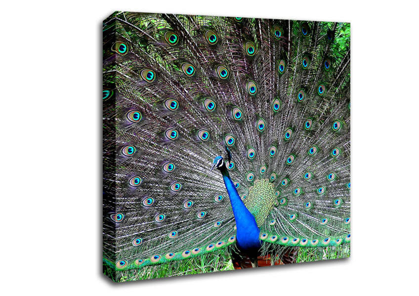 Indian Peafowl Canvas Wall Art