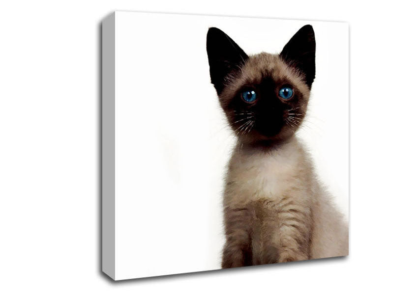 Kitten Mischief Canvas Wall Art